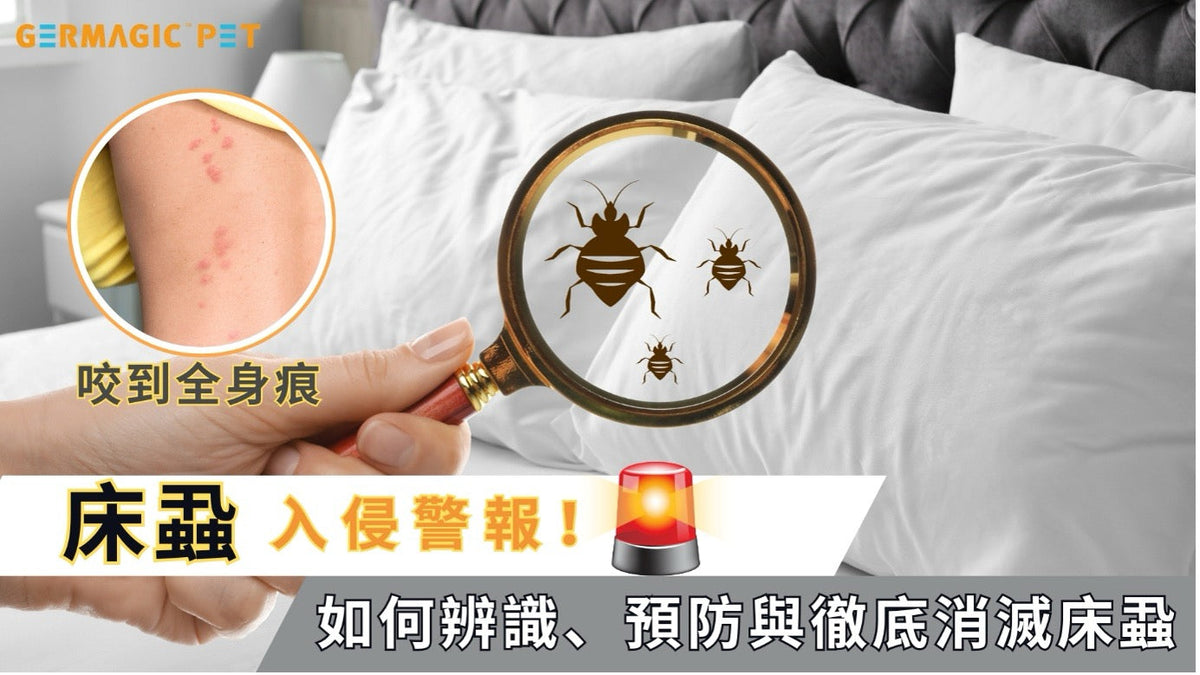 床蝨入侵警報：如何辨識、預防與徹底消滅床蝨
