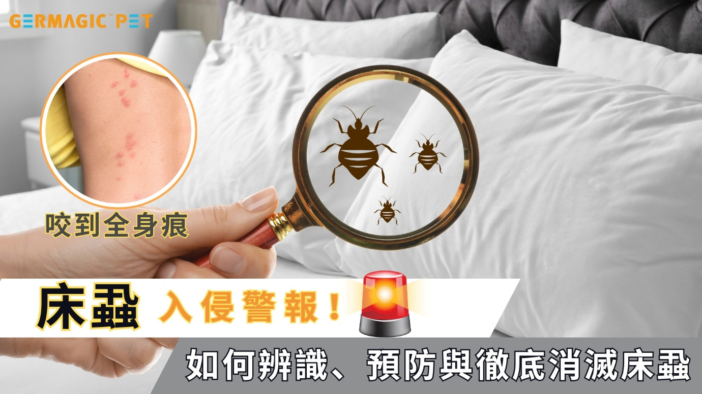 Bedbug inspection illustration with a bedroom and magnifying glass
